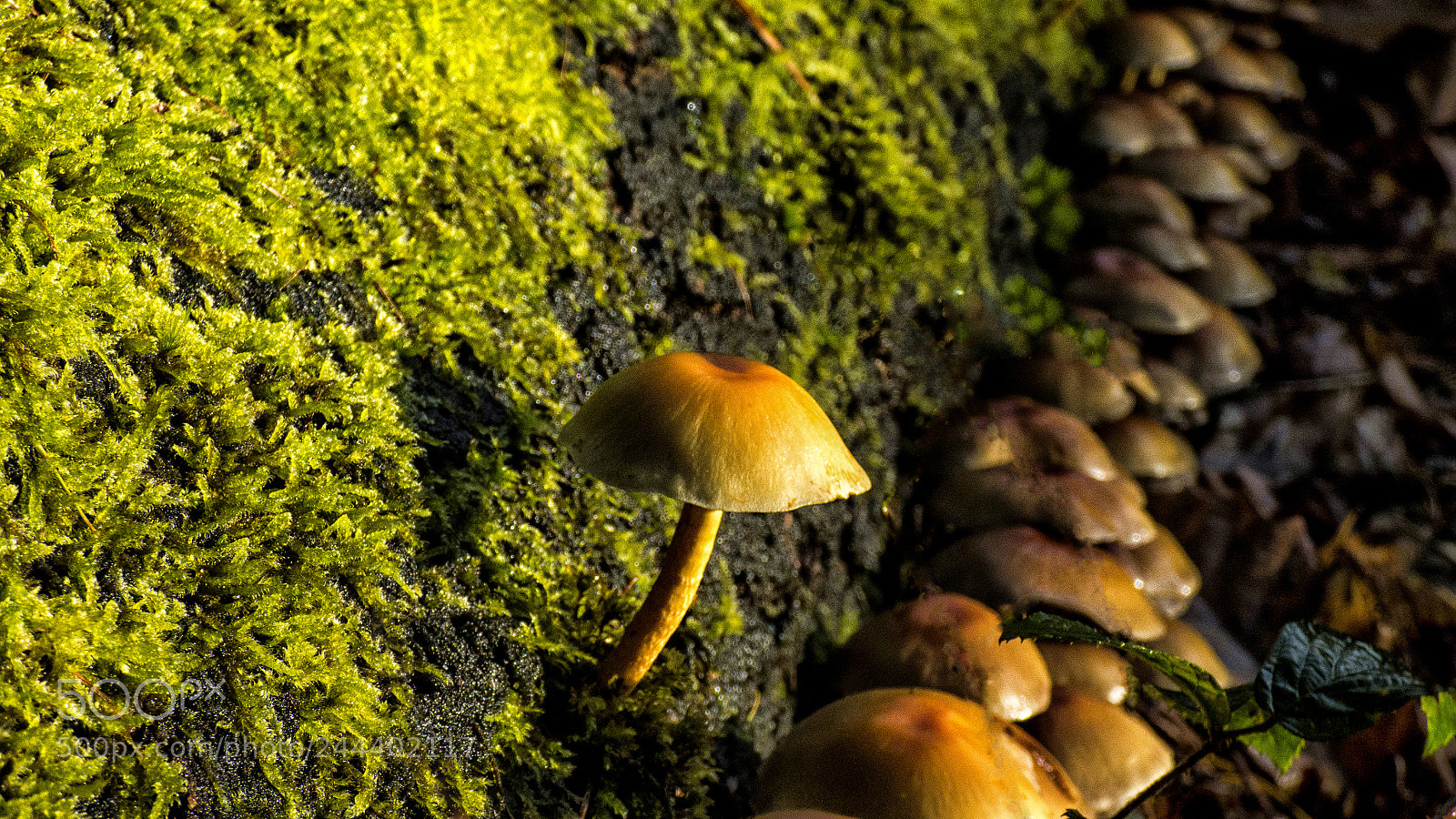 Panasonic DMC-FZ72 sample photo. Mushrooms photography