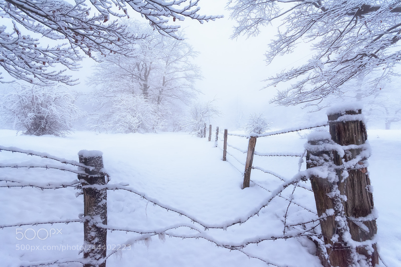 Nikon D7200 sample photo. Winter is coming photography