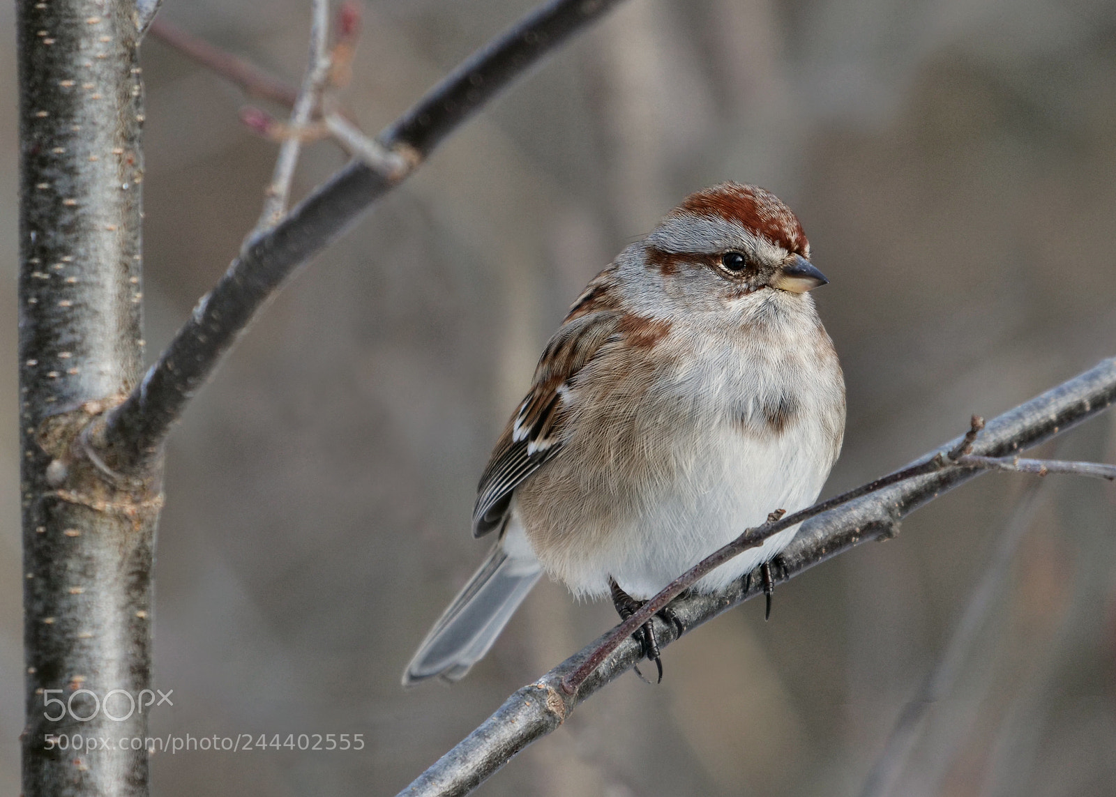 Panasonic Lumix DC-G9 sample photo. The american tree sparrow photography