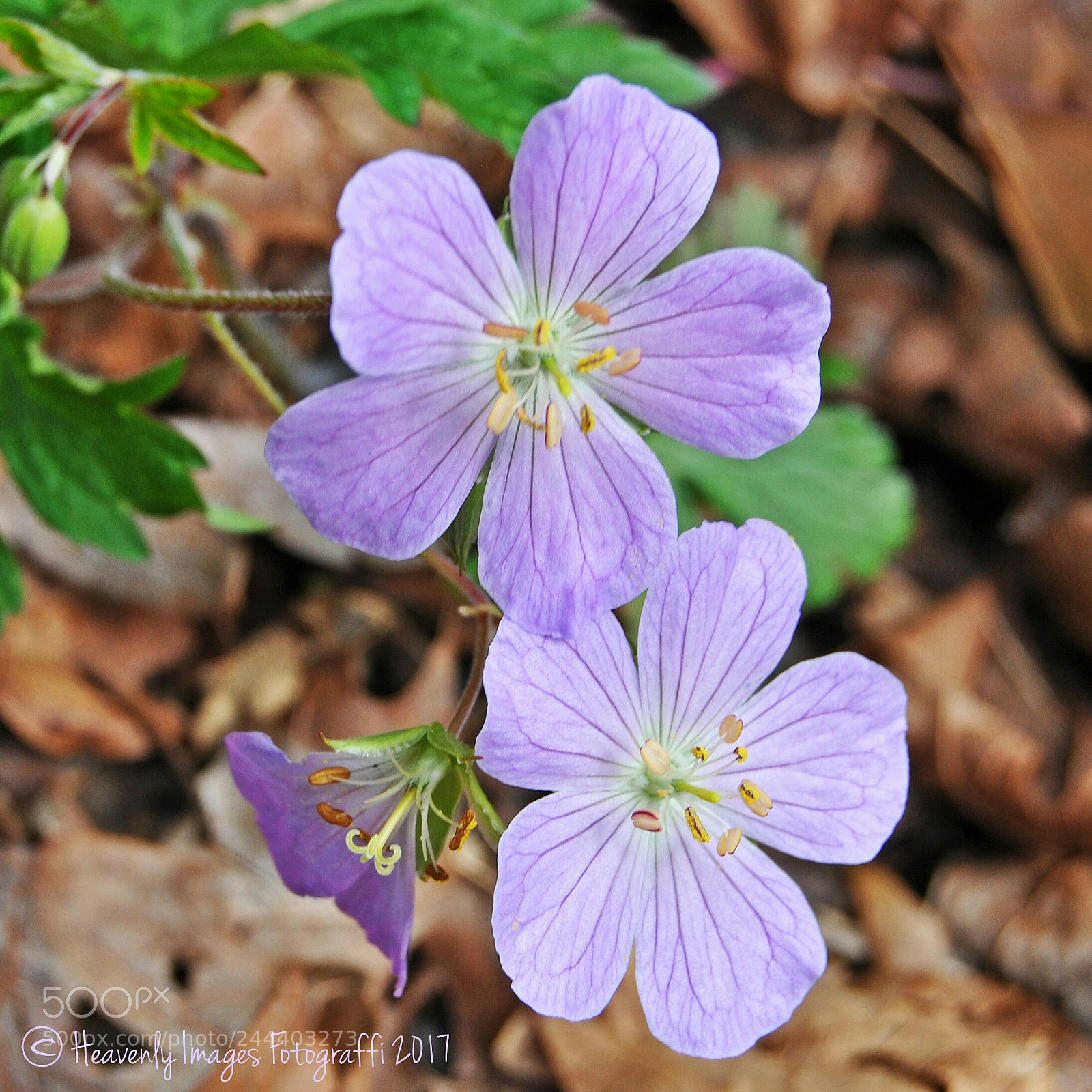 Nikon D90 sample photo. Spring greeters photography