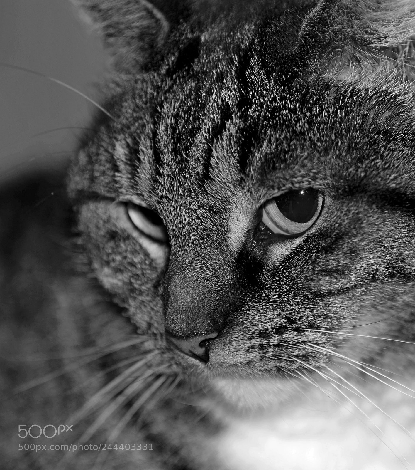 Canon EF 70-200mm F2.8L IS II USM sample photo. Zwart wit photography