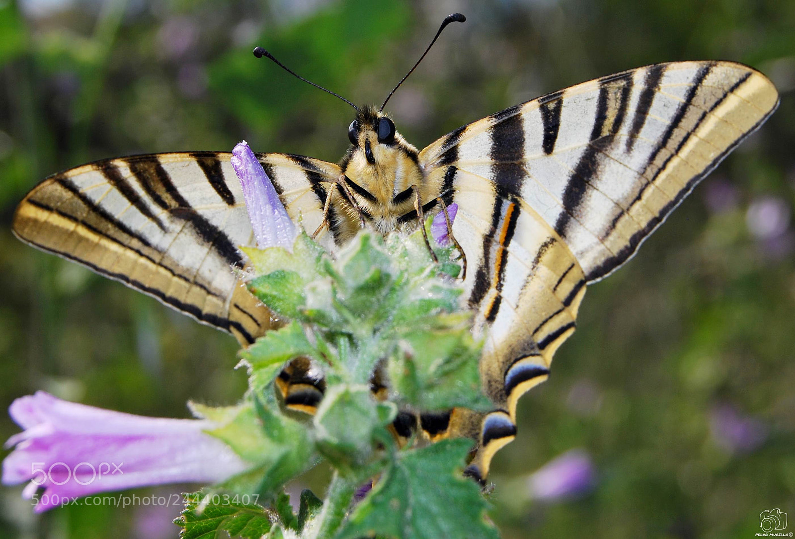 Nikon D60 sample photo. Chupaleche photography