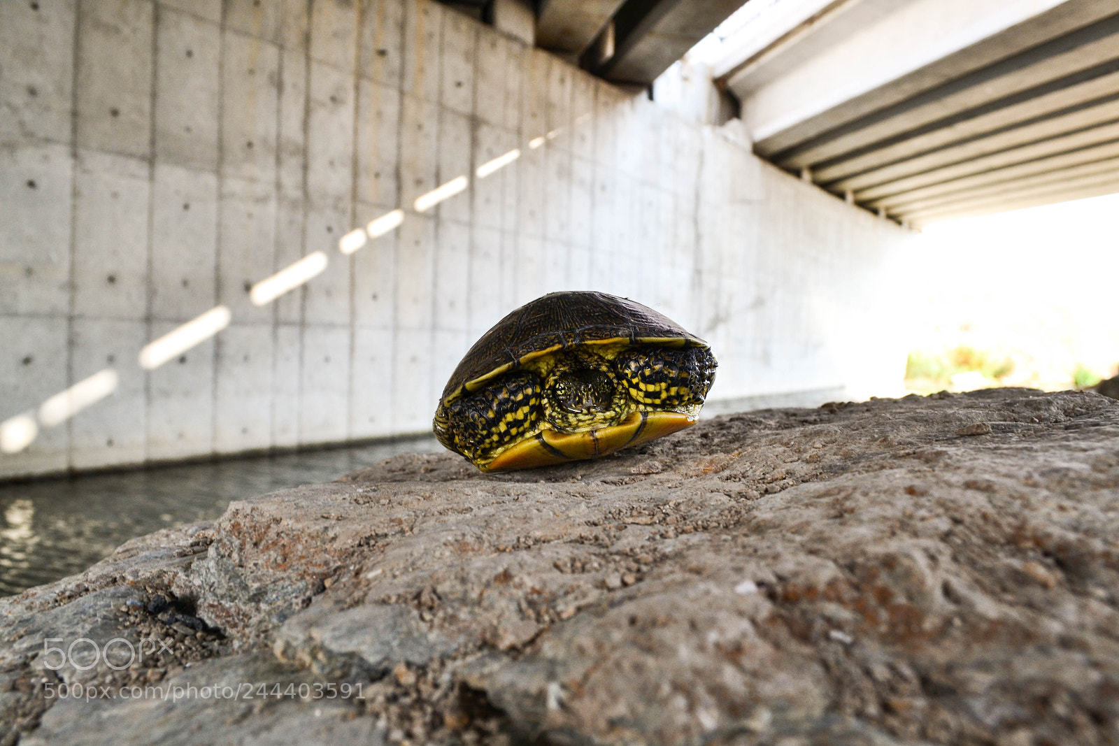 Nikon D3100 sample photo. Cute turtle photography