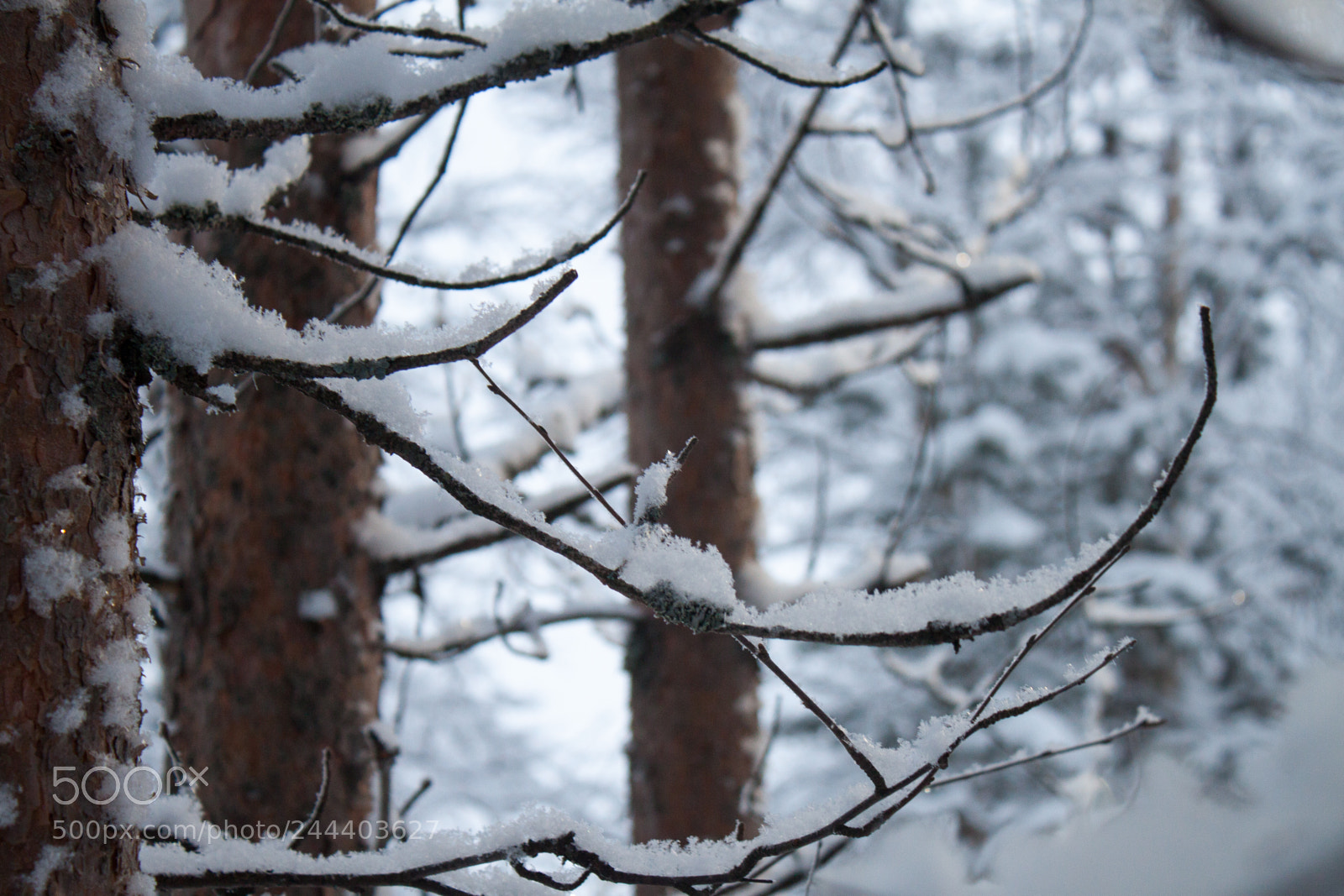 Canon EOS 500D (EOS Rebel T1i / EOS Kiss X3) sample photo. Img photography