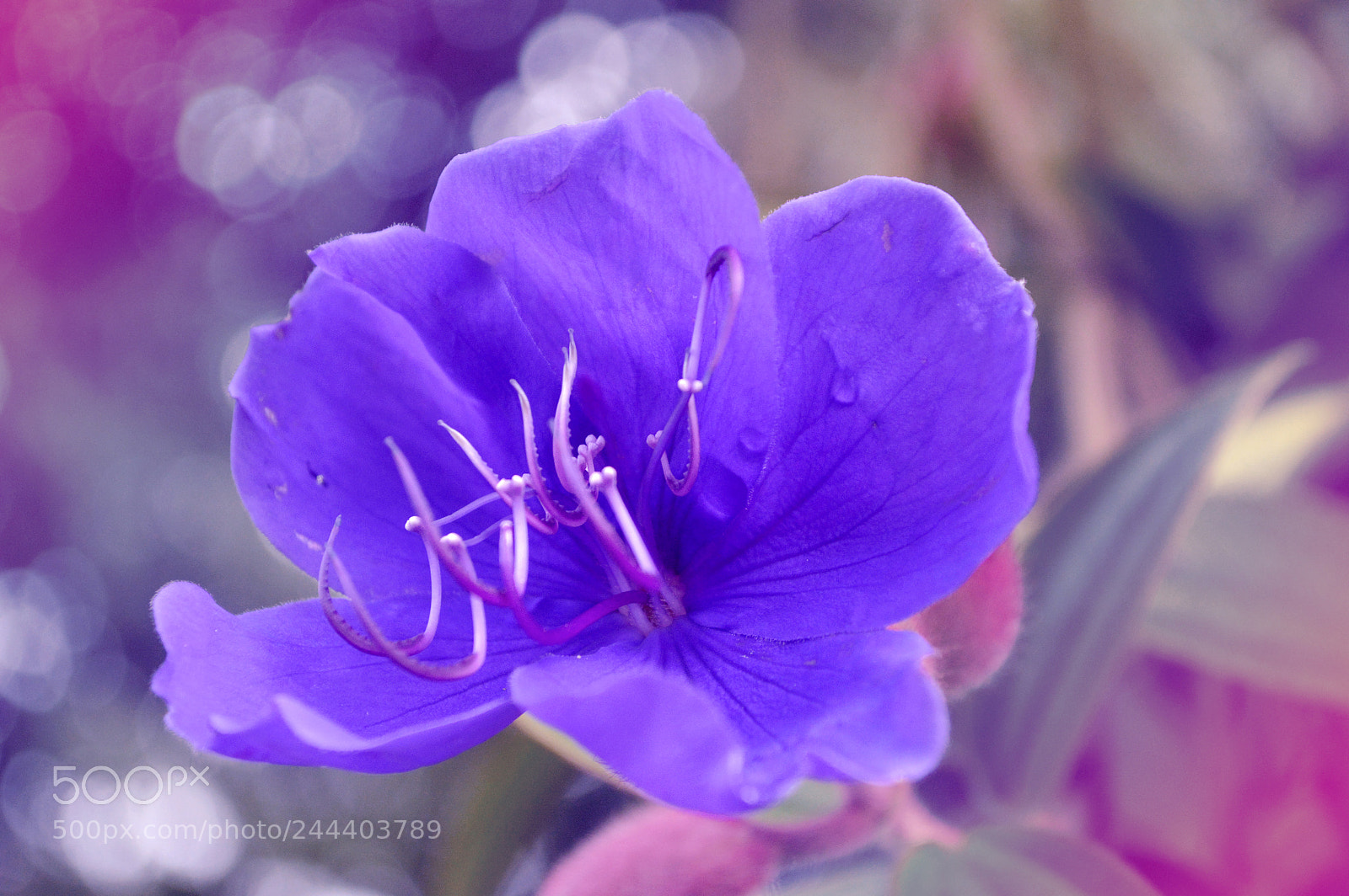 Nikon D3200 sample photo. Melancholy violet photography