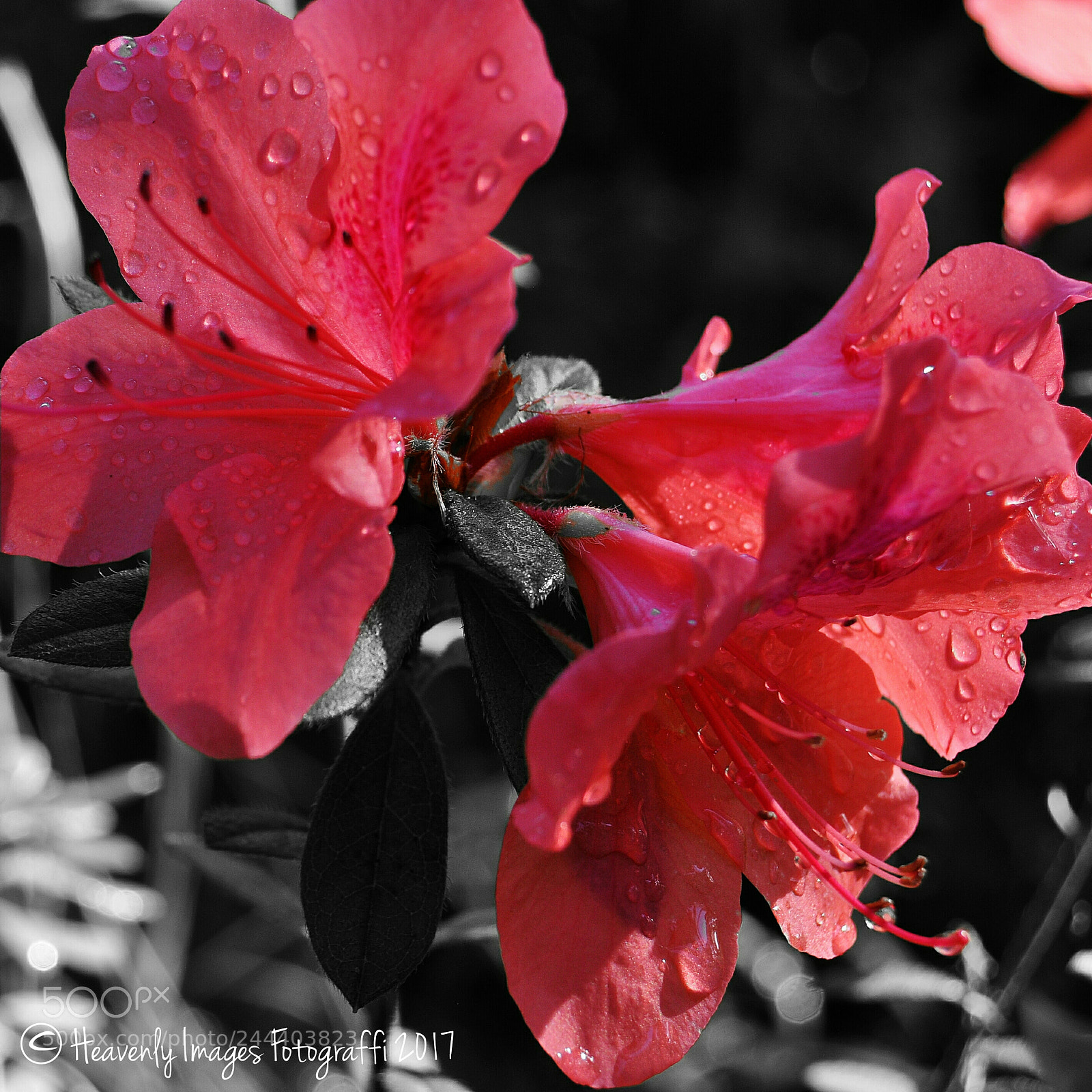 Nikon D90 sample photo. Coral twins photography