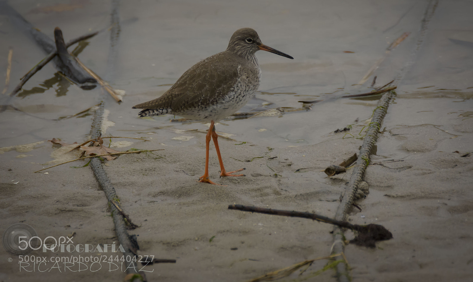 Nikon D7200 sample photo. Marismas de santoña photography