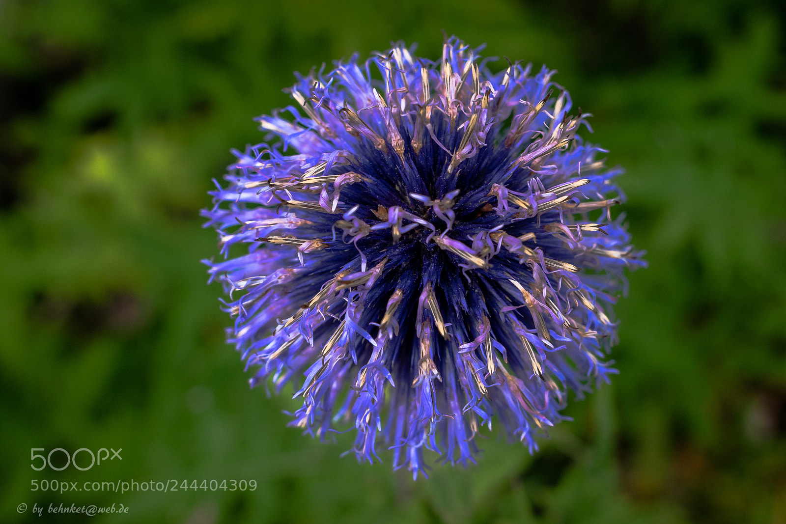 Sony a7 II sample photo. Violet close-up photography