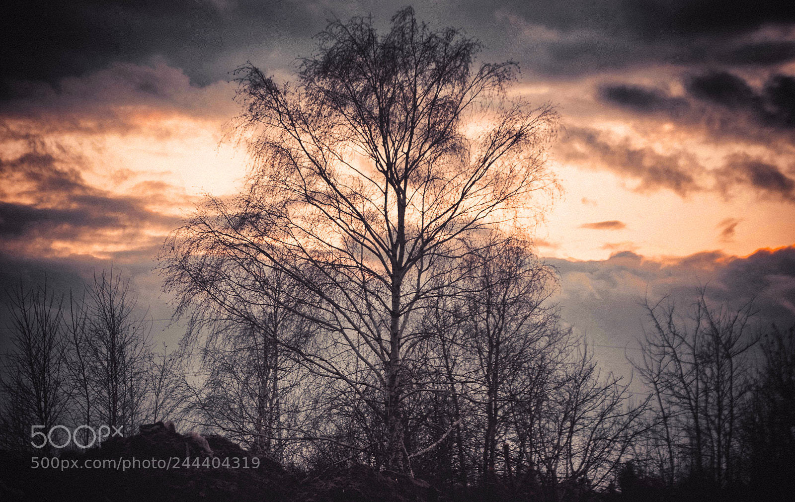 Canon EOS 50D sample photo. Burning tree photography