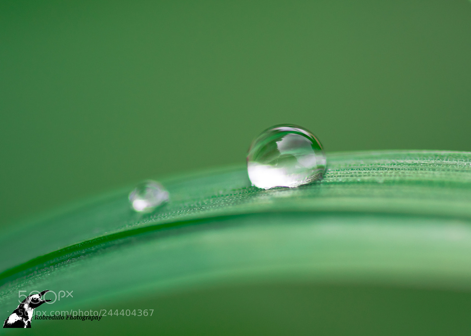 Nikon D500 sample photo. Raindrop photography
