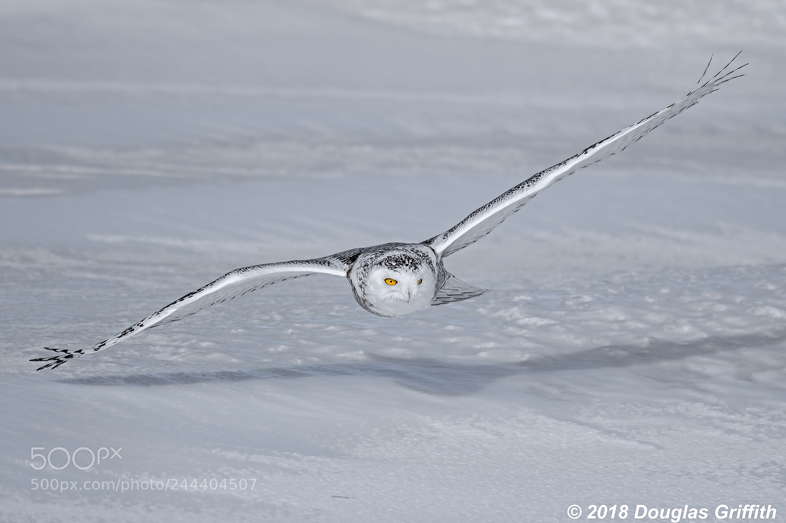 Nikon D500 sample photo. Low flight 2 female photography