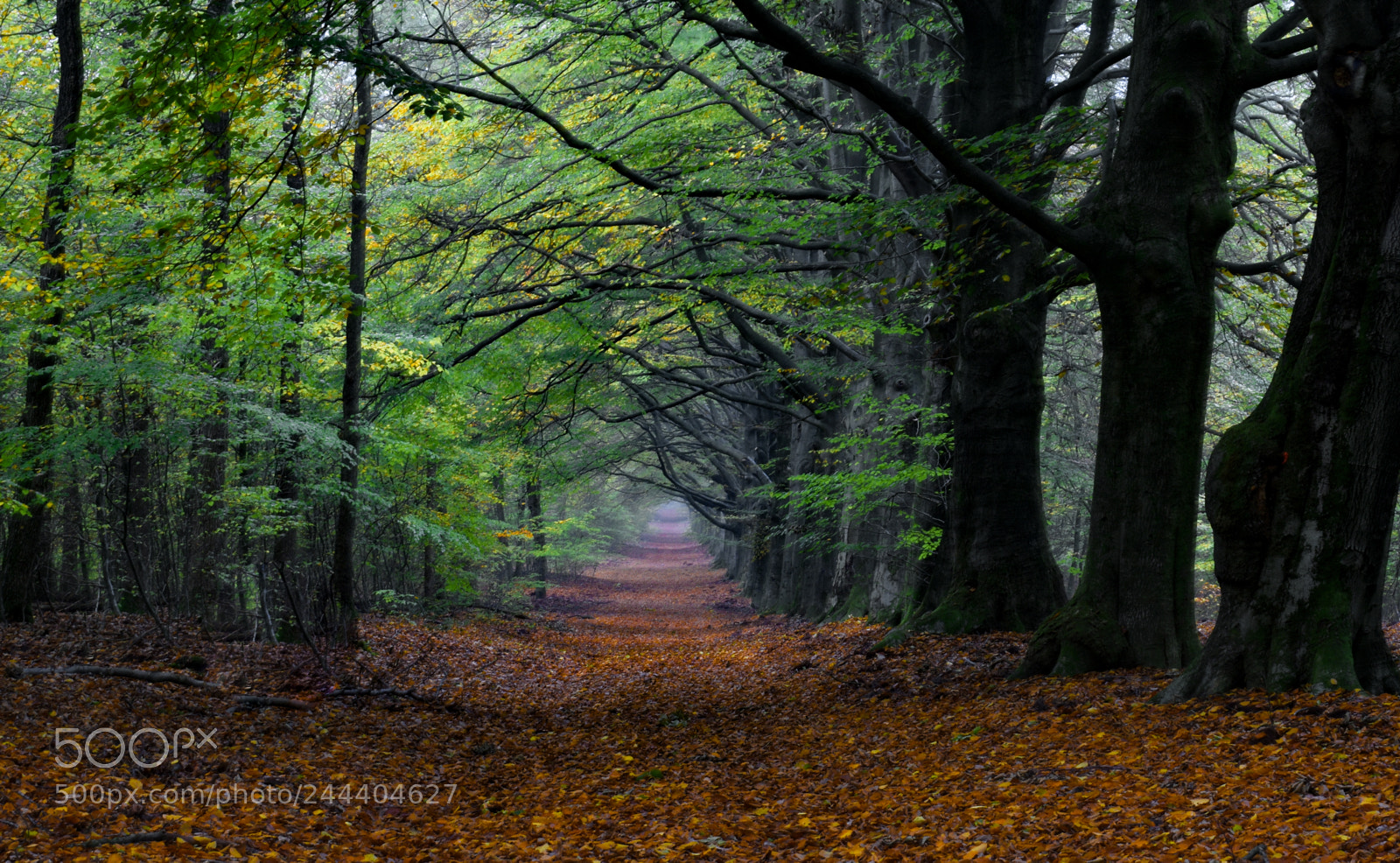 Nikon D5600 sample photo. Mkk_3000-3.jpg photography