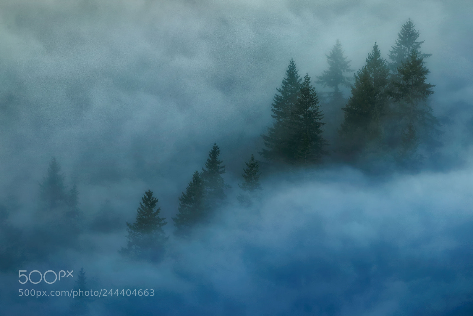 Nikon D810 sample photo. Trees floating on clouds photography