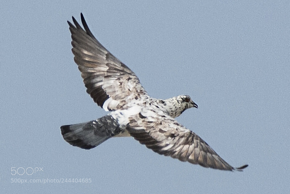 Nikon D500 sample photo. Rock pigeon photography