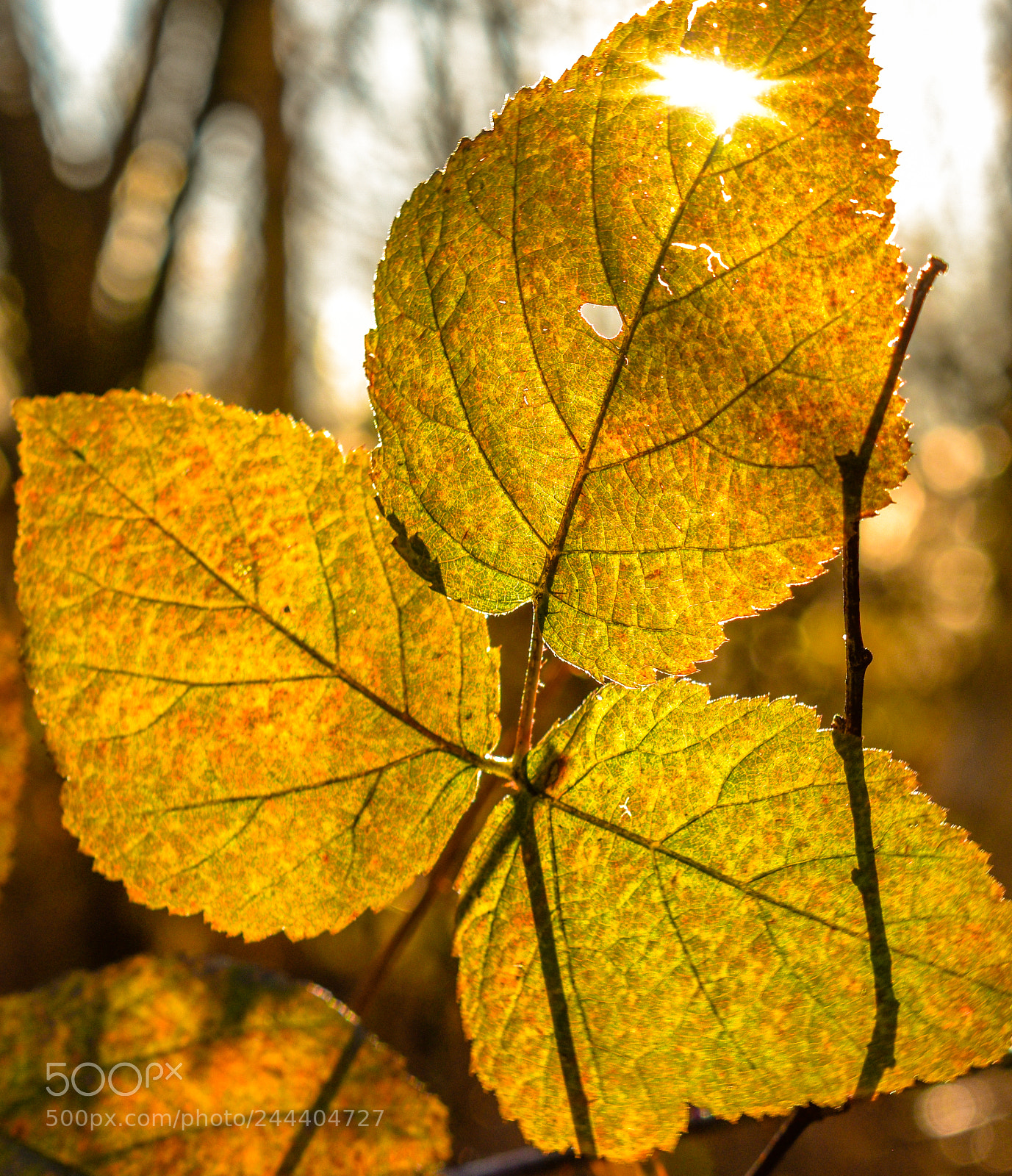 Nikon D5600 sample photo. Mkk photography