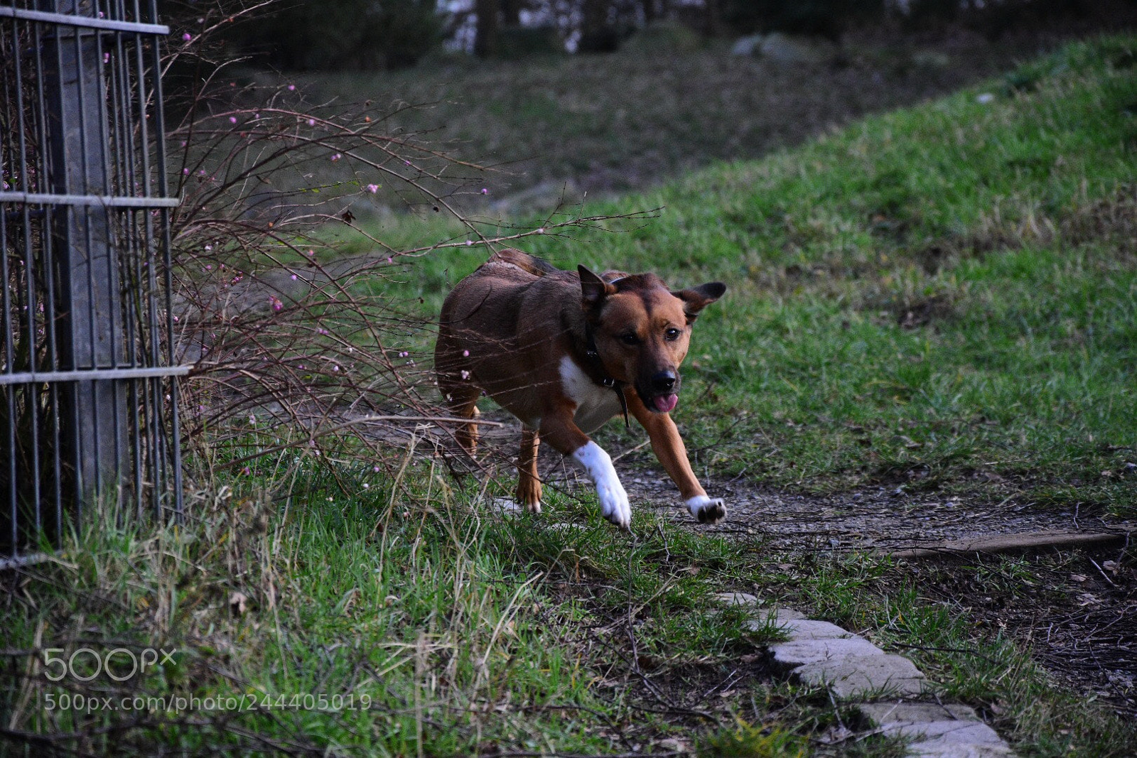 Nikon D7200 sample photo. Come on buddy! photography