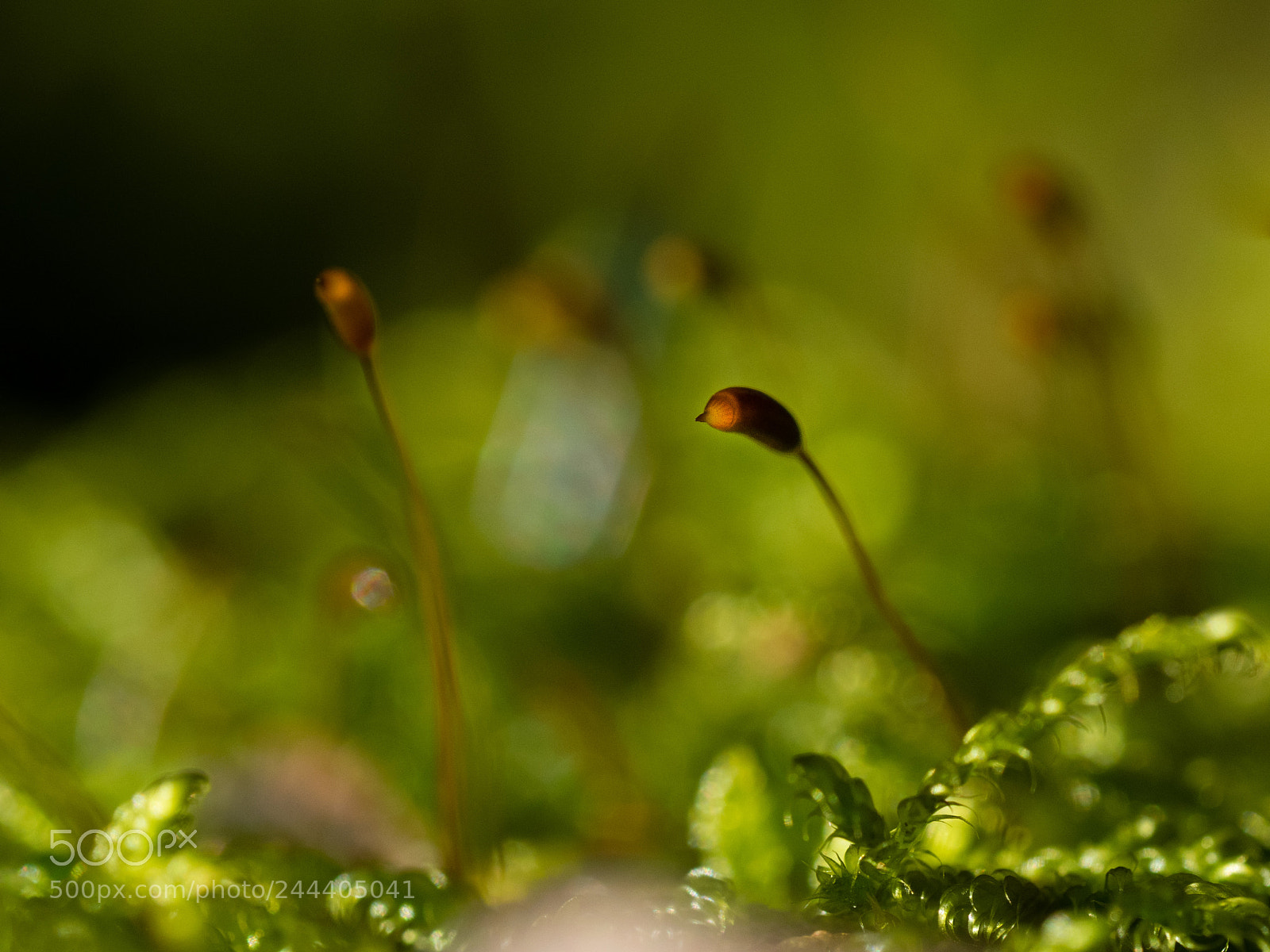 Olympus OM-D E-M1 sample photo. Mossy 2 photography