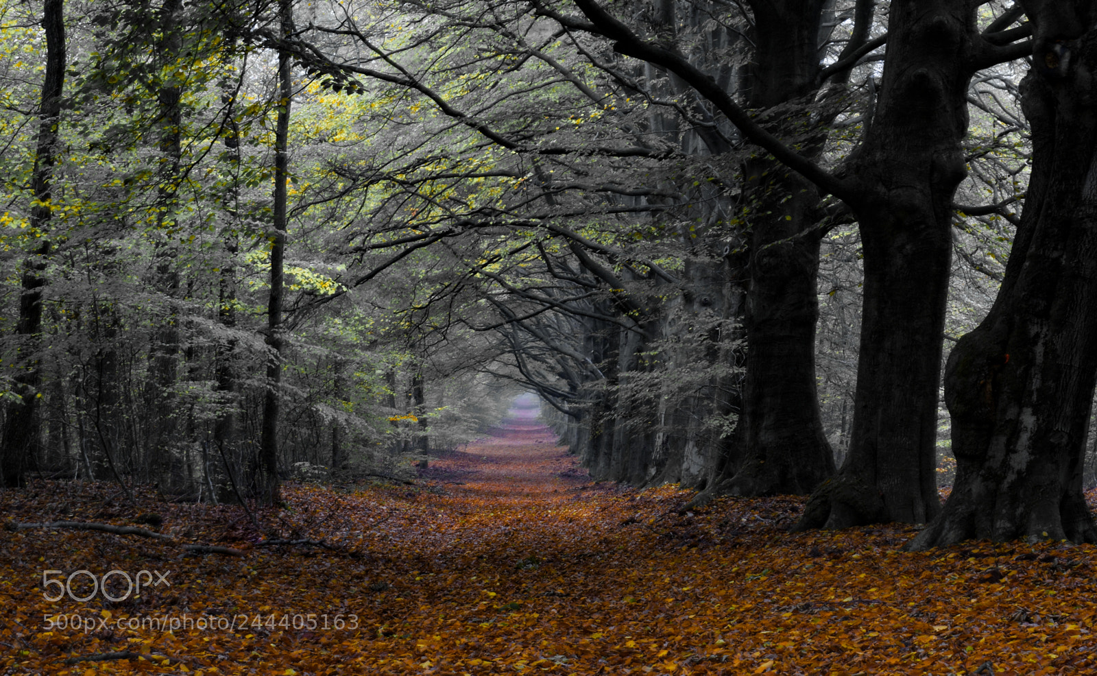 Nikon D5600 sample photo. Mkk_3000-2.jpg photography