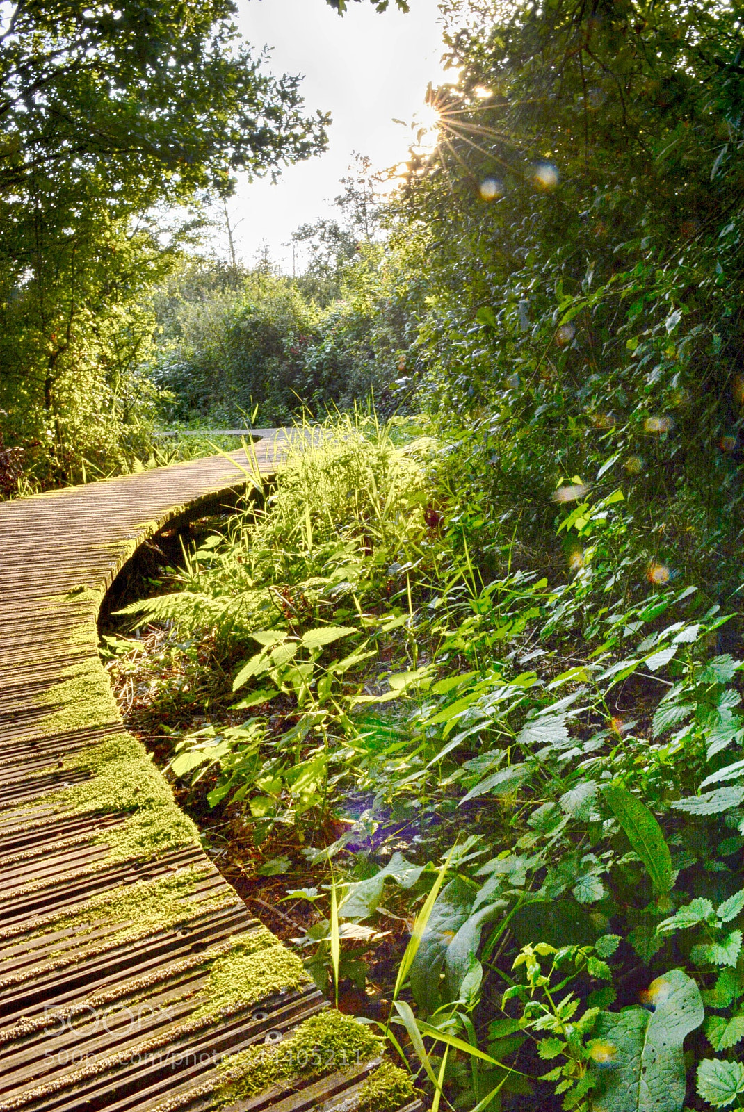 Nikon D7100 sample photo. The road to photography