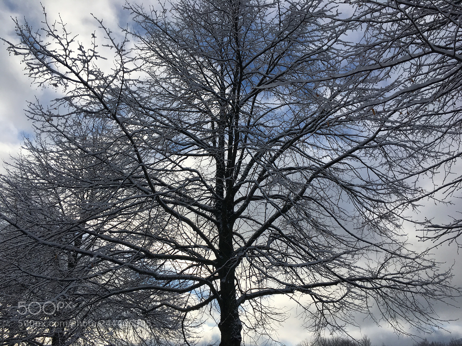 Apple iPhone SE sample photo. Untitled photography
