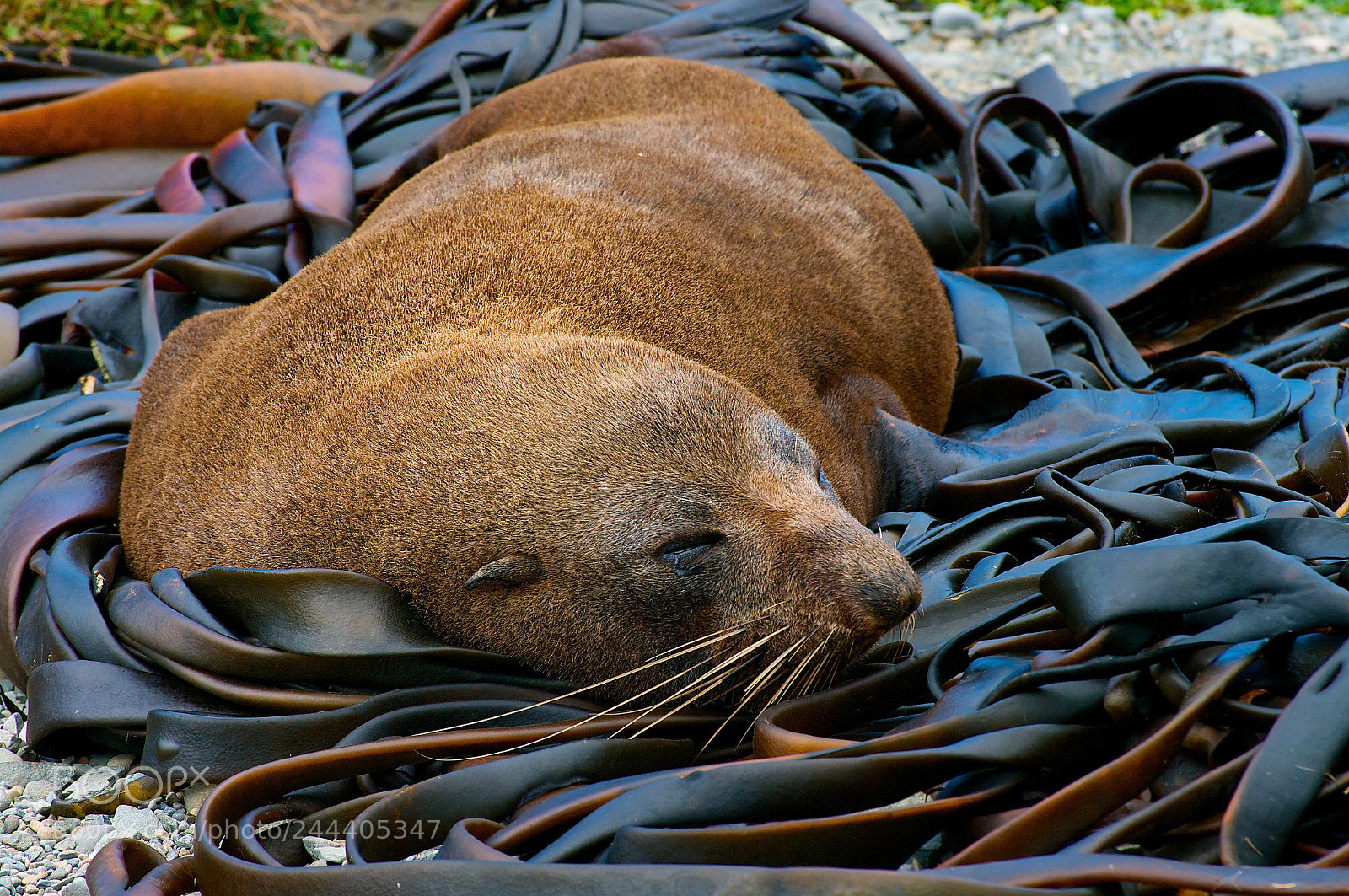 Pentax K20D sample photo. A nap photography