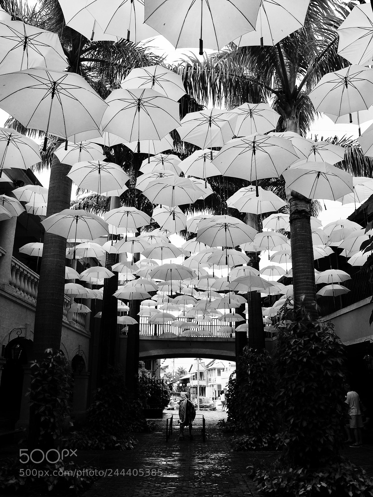 Olympus OM-D E-M10 II sample photo. The umbrella garden photography