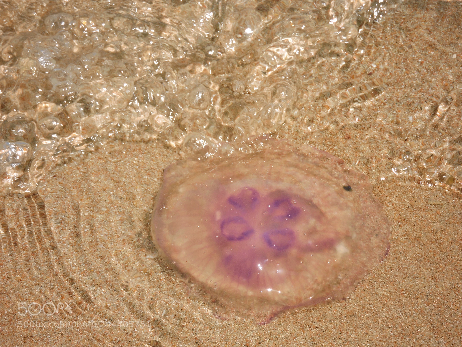 Nikon Coolpix P600 sample photo. Jelly fish are purple photography