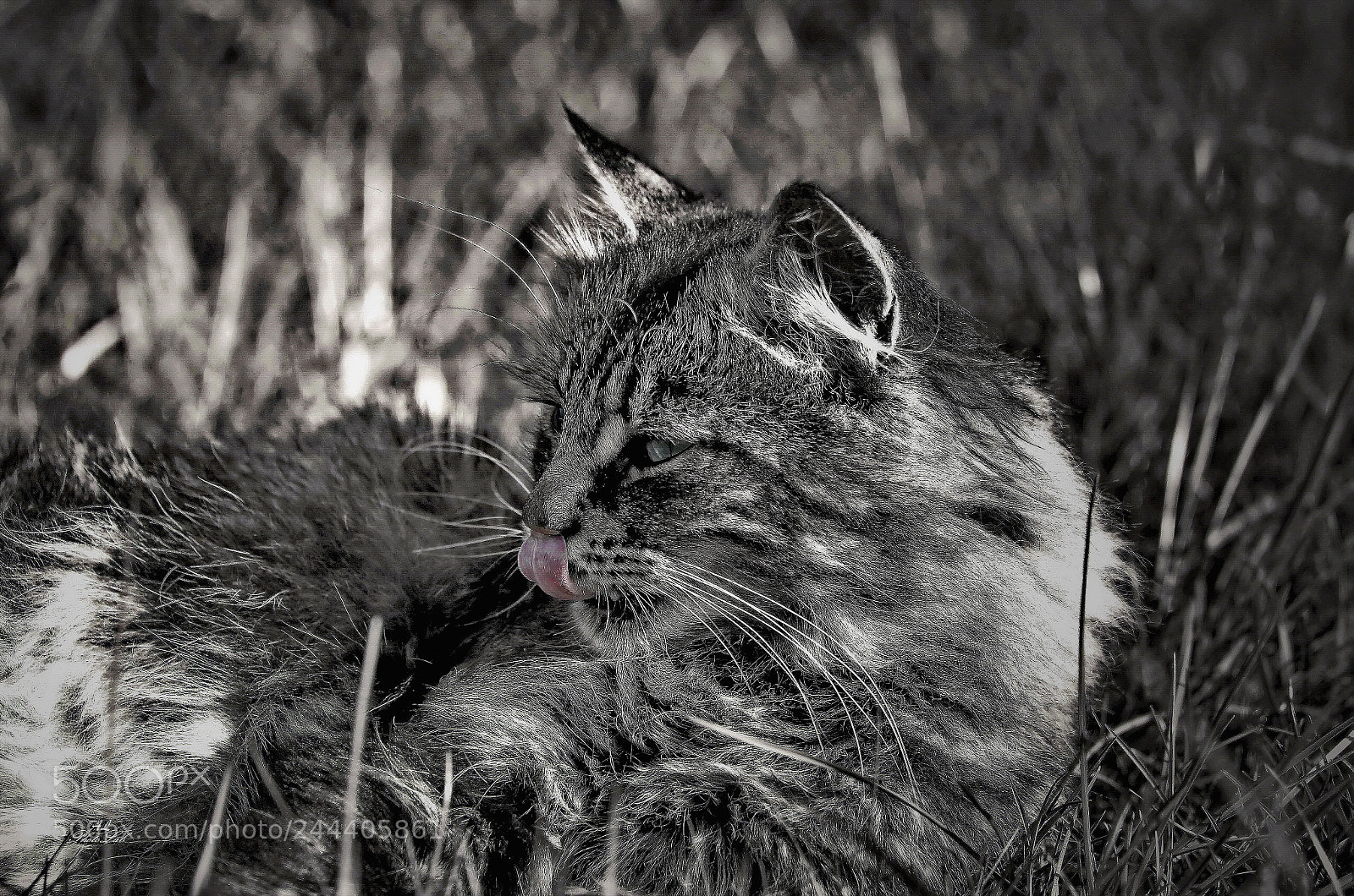 Canon EOS 60D sample photo. Cat smile photography