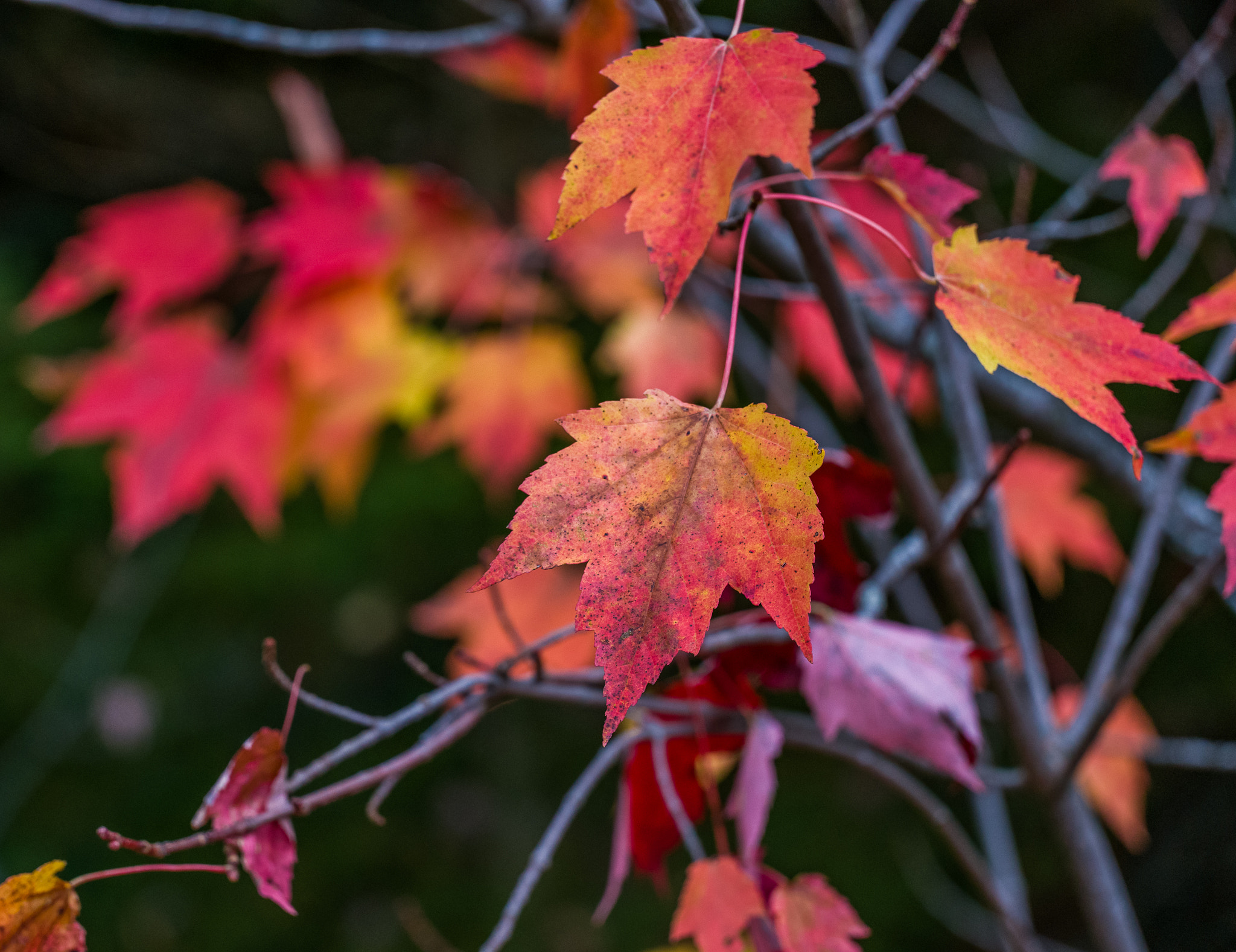 Leica TL2 sample photo. Leaves photography