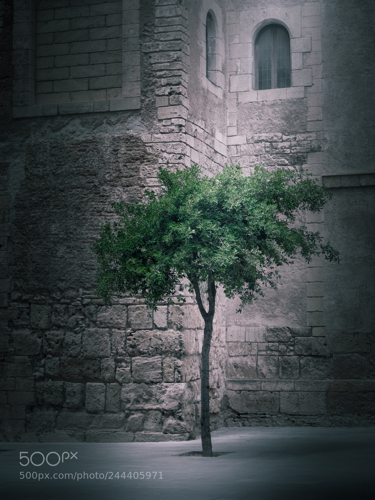 Olympus E-520 (EVOLT E-520) sample photo. Baum in palma de photography