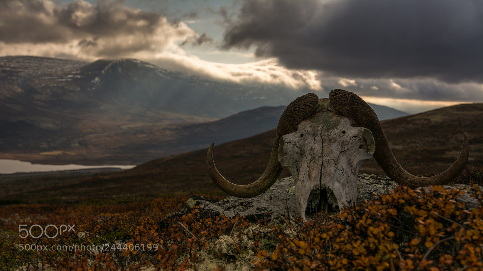 Nikon D7100 sample photo. Muskox skull photography
