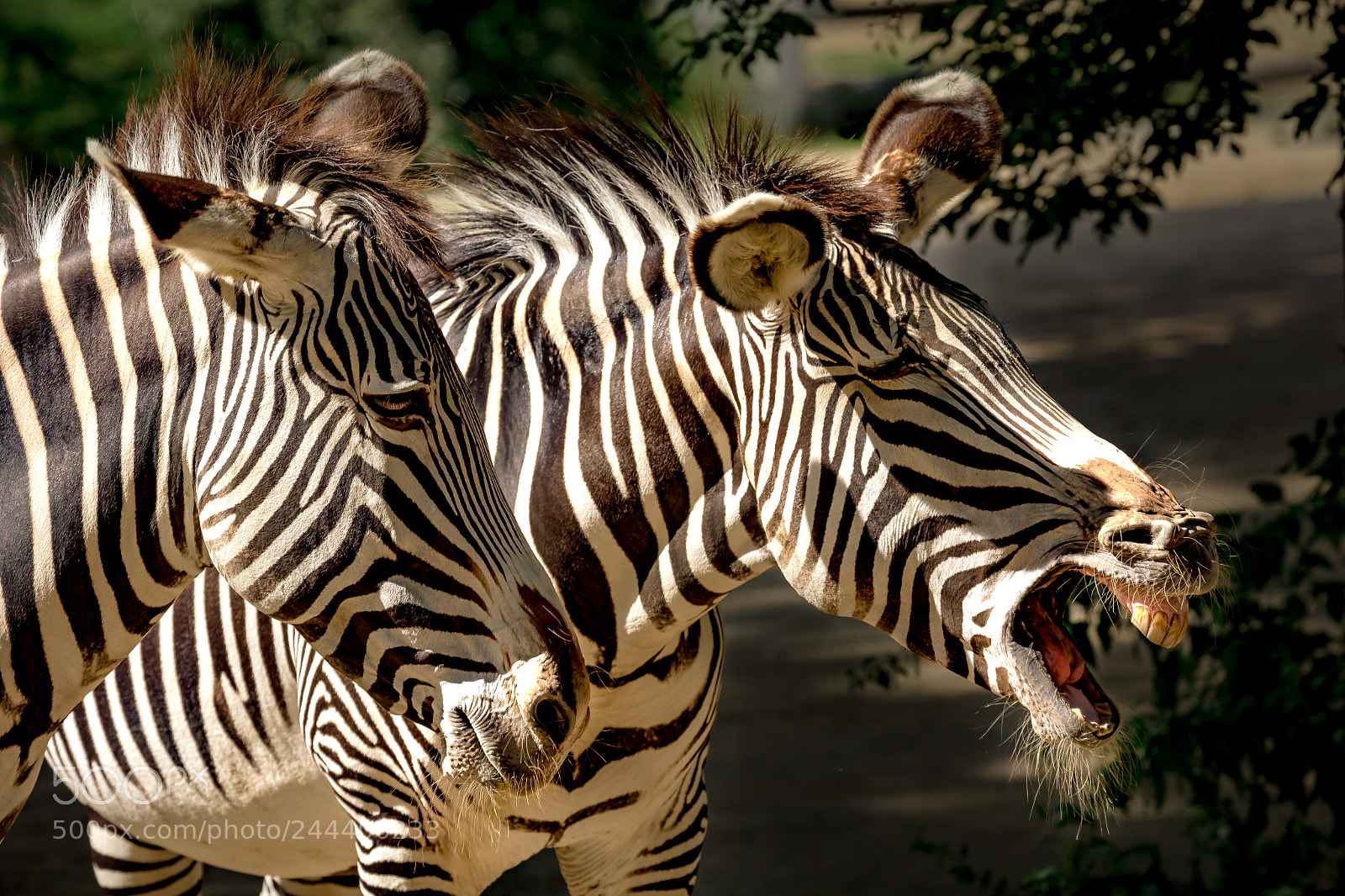 Canon EOS 60D sample photo. Zebras photography