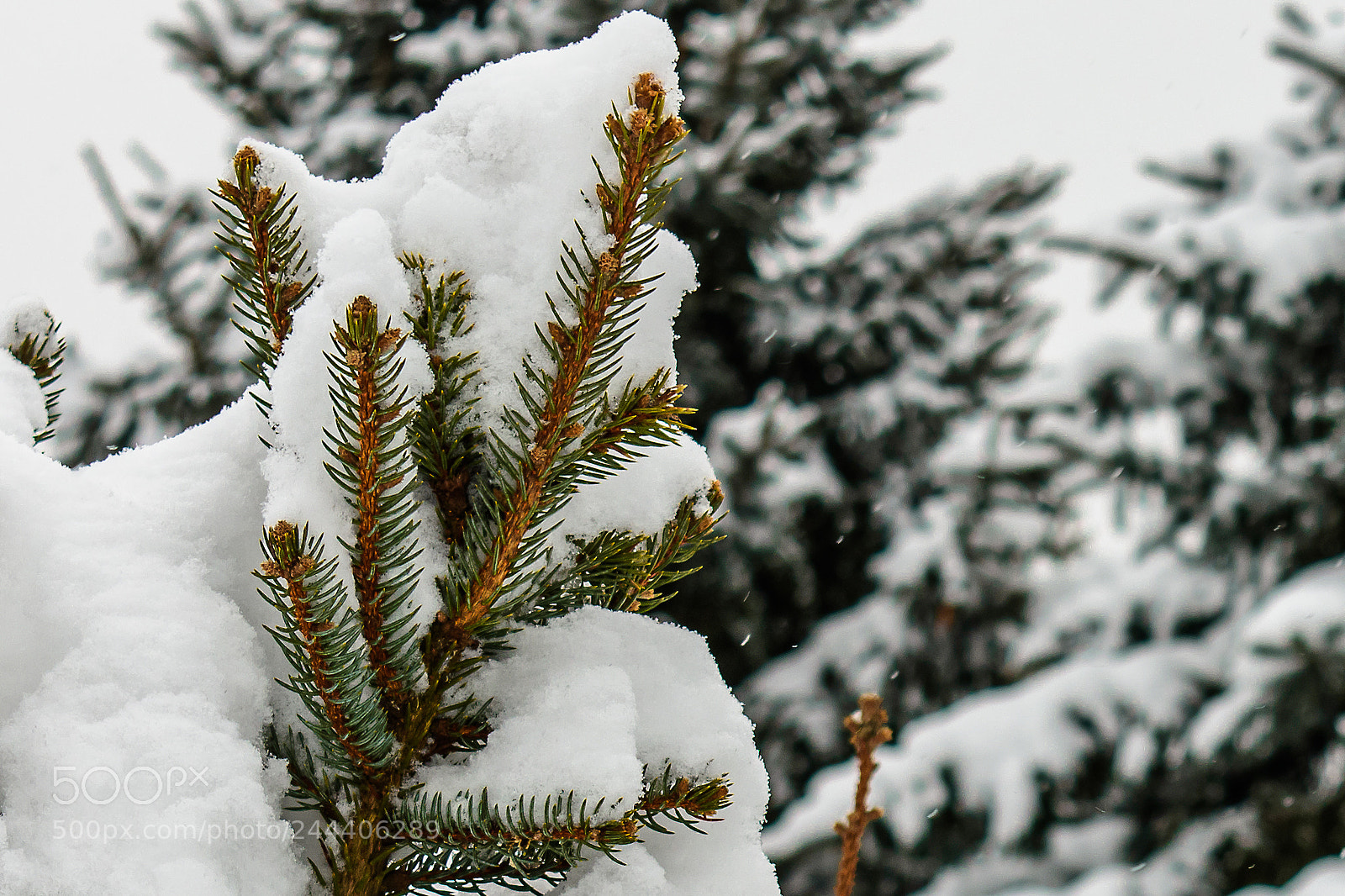 Nikon D7200 sample photo. Standing tall photography