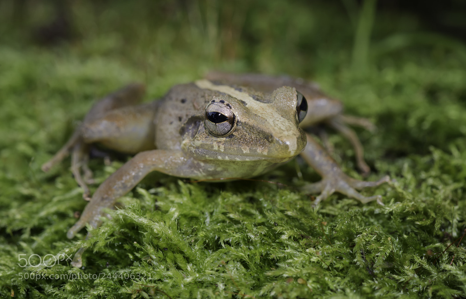 Nikon D800 sample photo. A frog photography