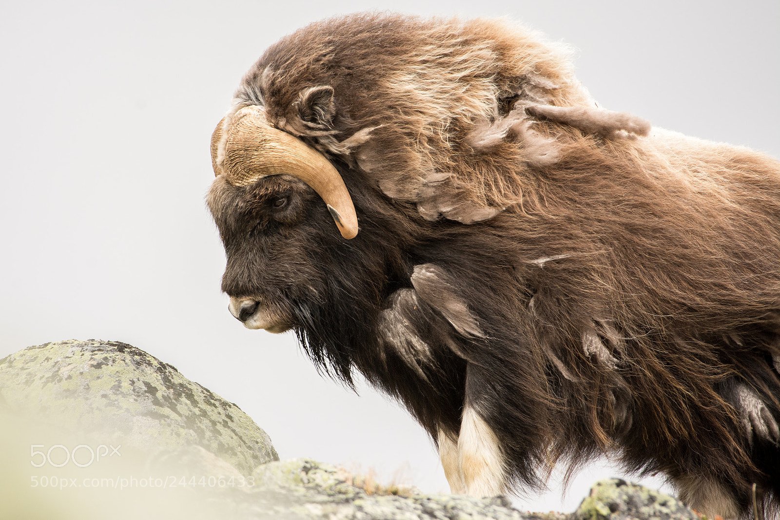 Nikon D7100 sample photo. Muskox in wind photography