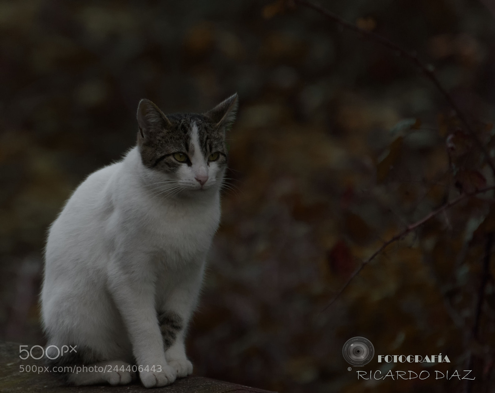 Nikon D7200 sample photo. Common cat photography
