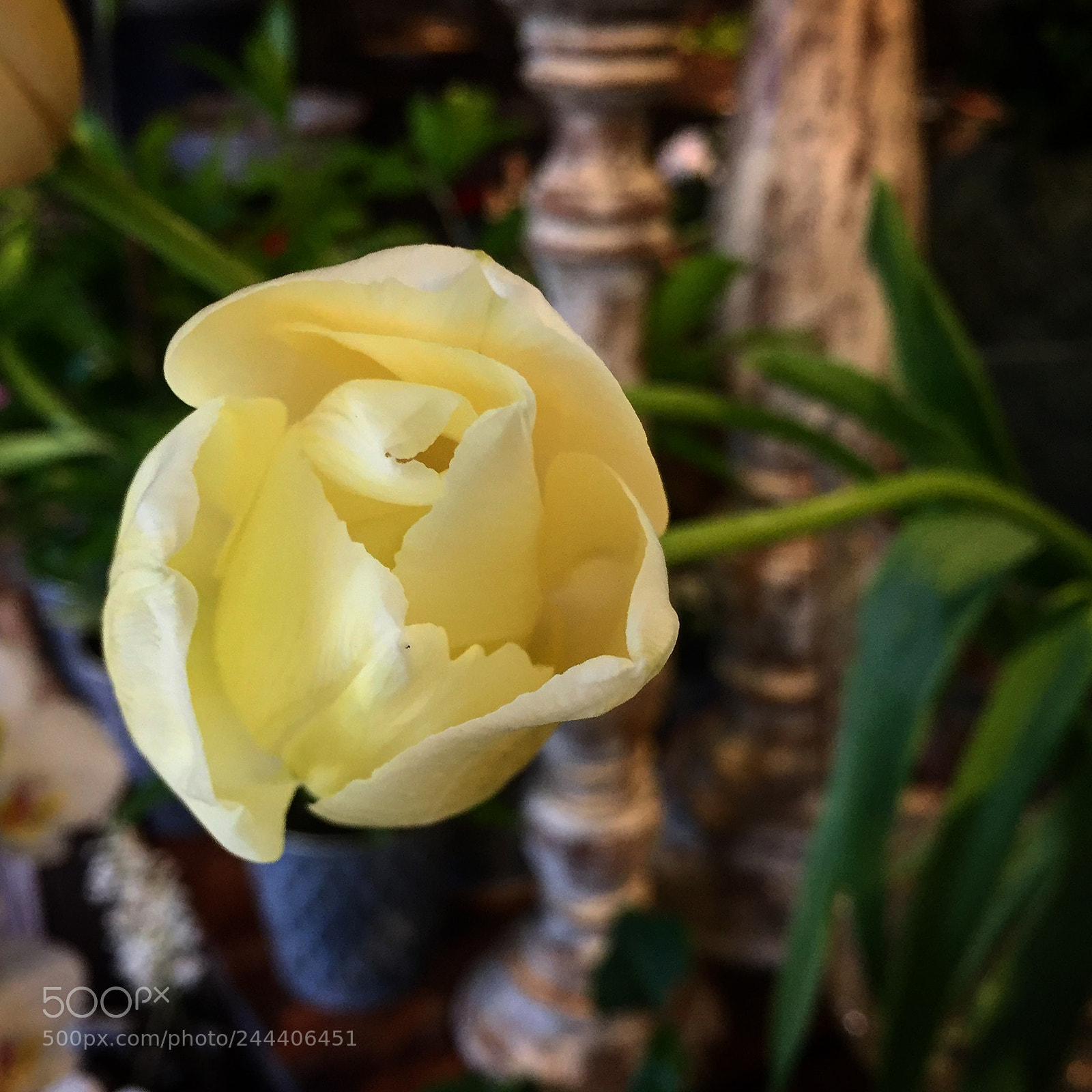 Apple iPhone 6 sample photo. Tulips photography
