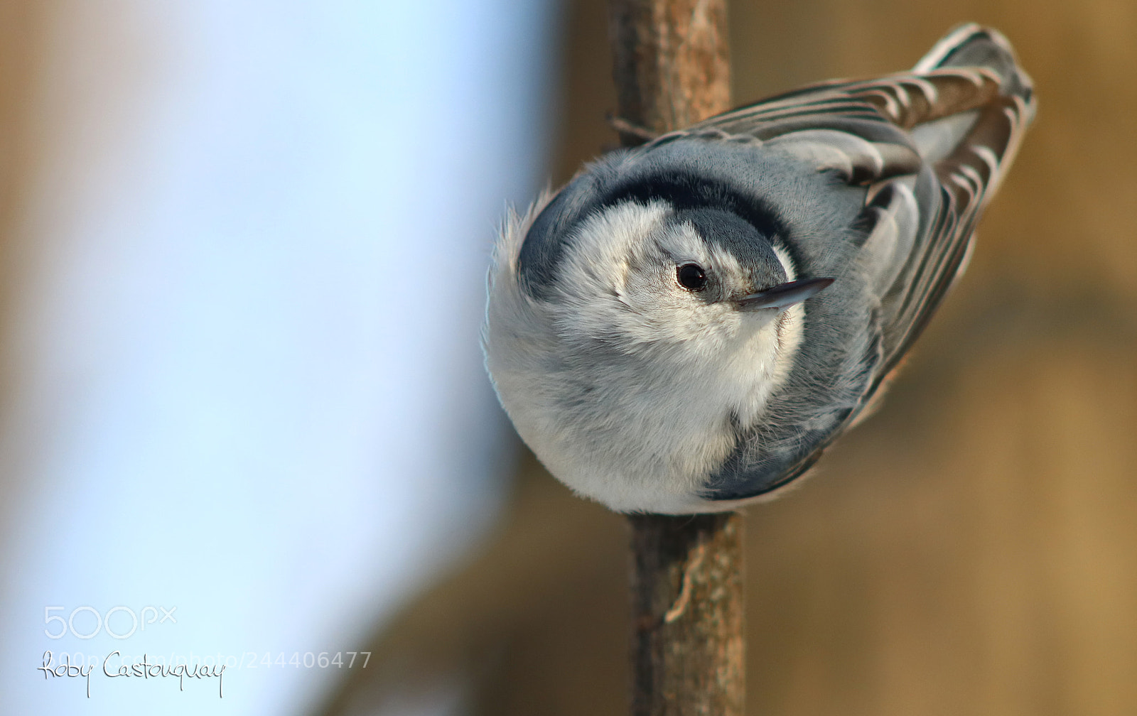 Canon EOS 760D (EOS Rebel T6s / EOS 8000D) sample photo. White-breasted nuthatch photography