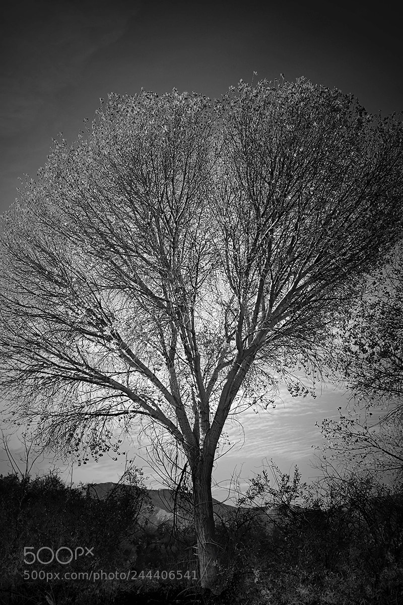 Fujifilm X100F sample photo. Tree full web photography