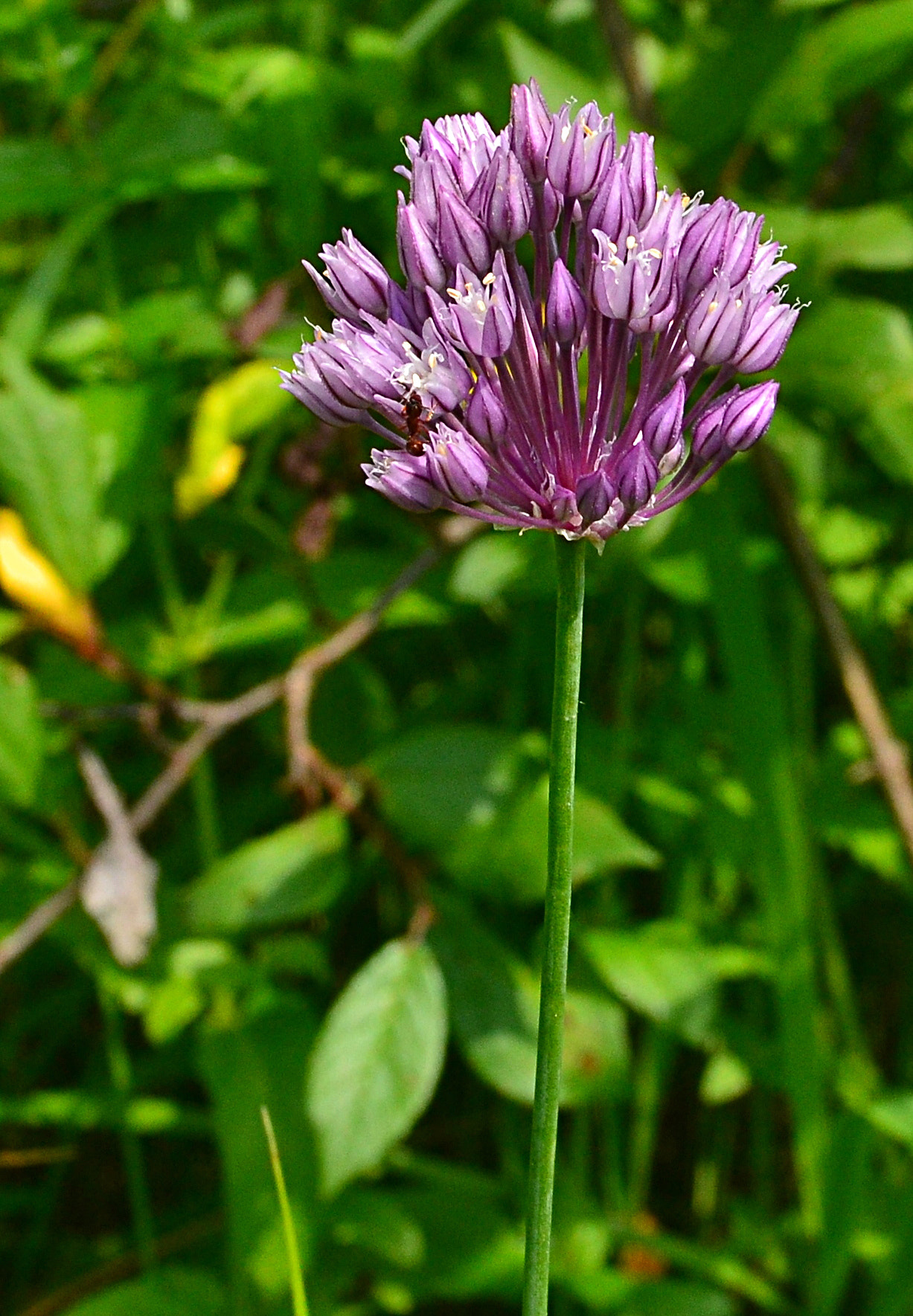 Nikon D3100 sample photo. Blooming onion photography