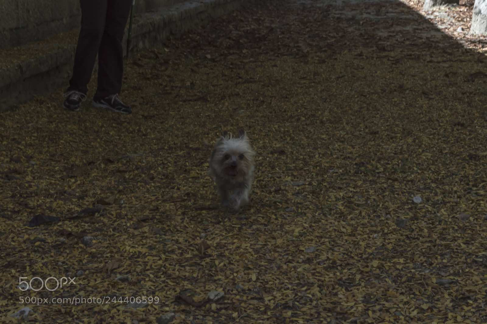 Nikon D3200 sample photo. Animales photography