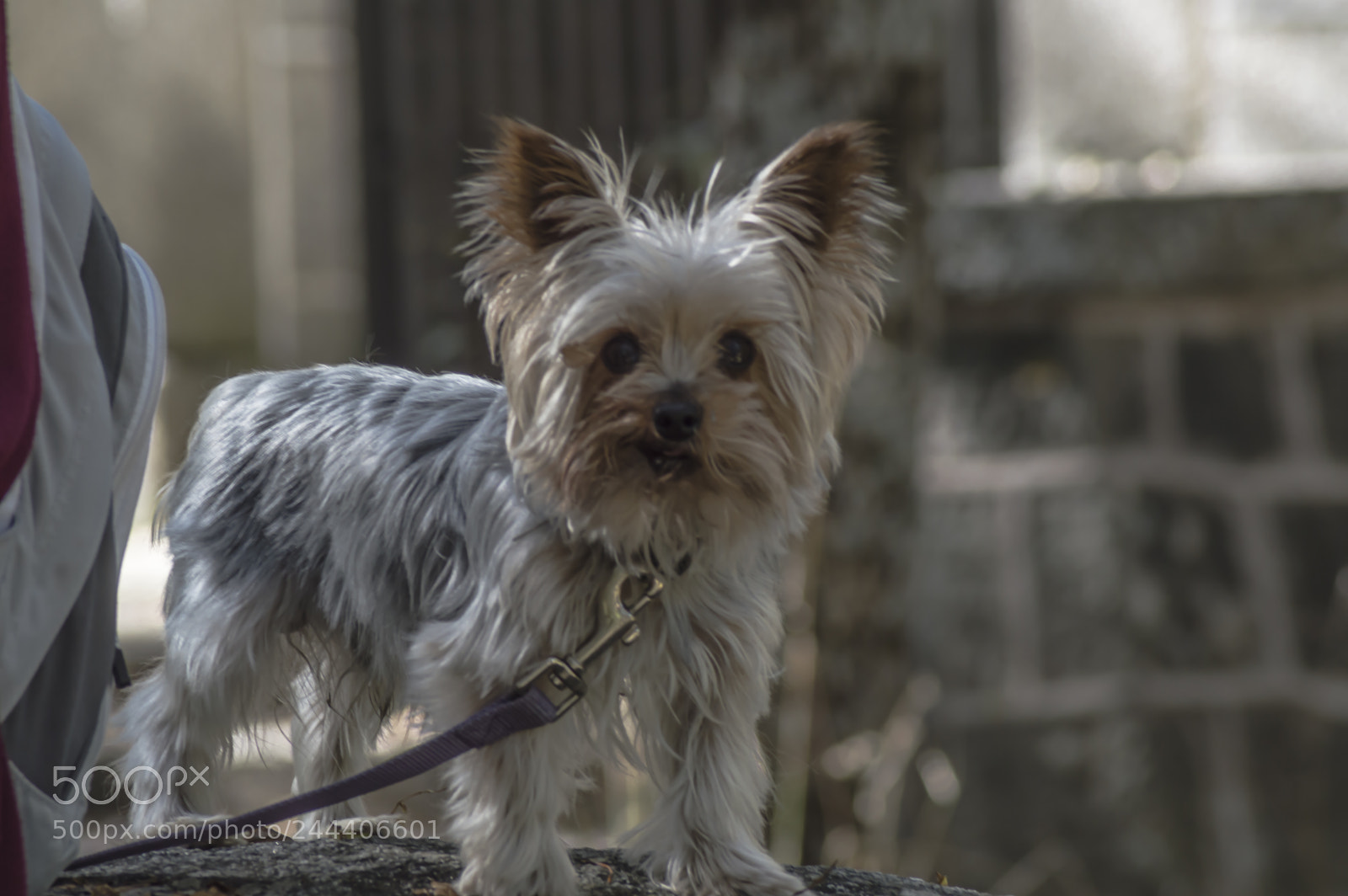 Nikon D3200 sample photo. Animales photography
