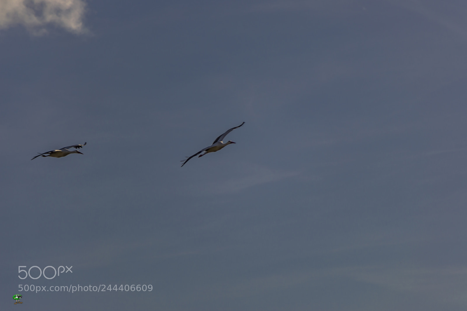 Nikon D3200 sample photo. Animales photography