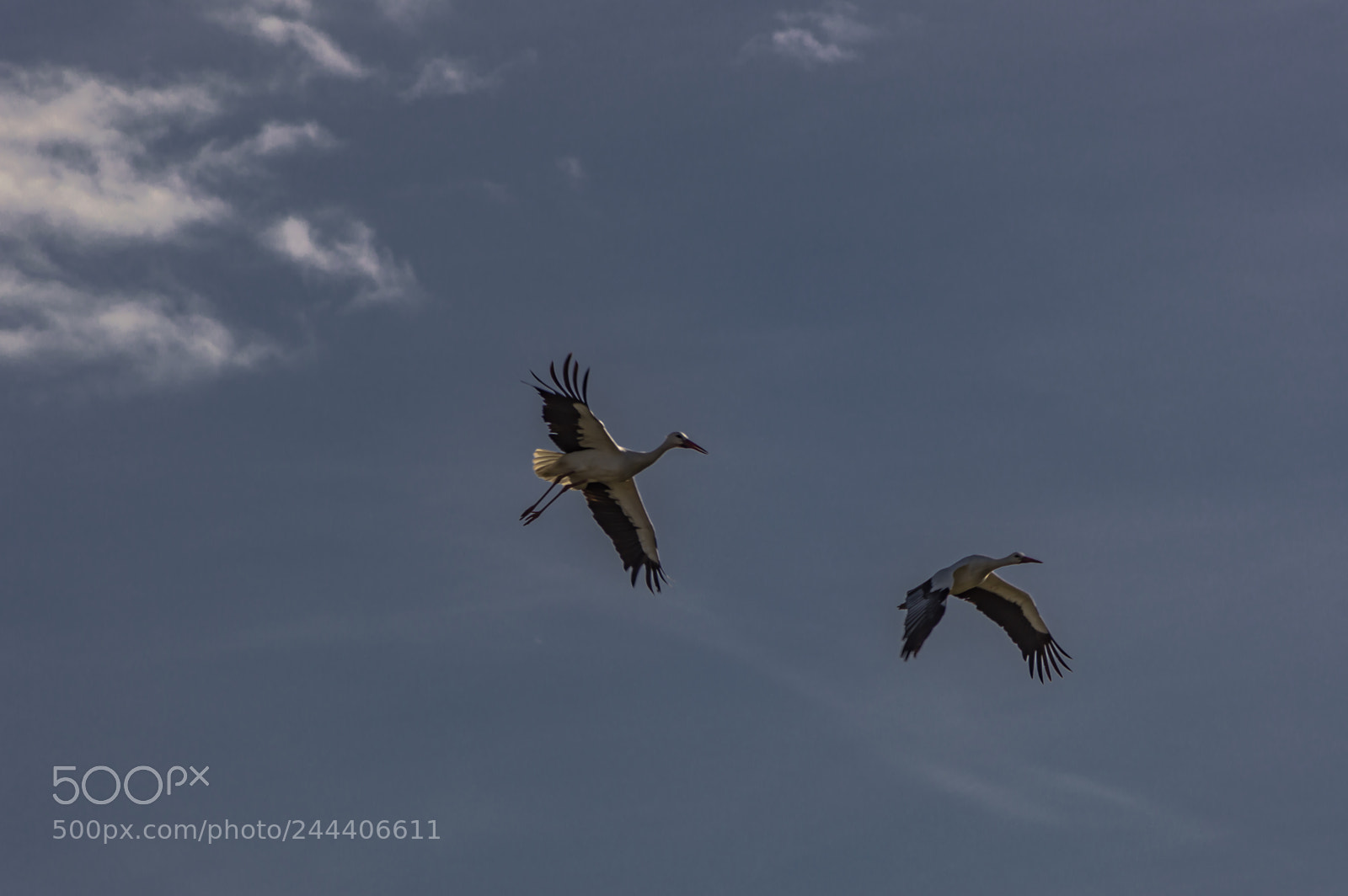 Nikon D3200 sample photo. Animales photography