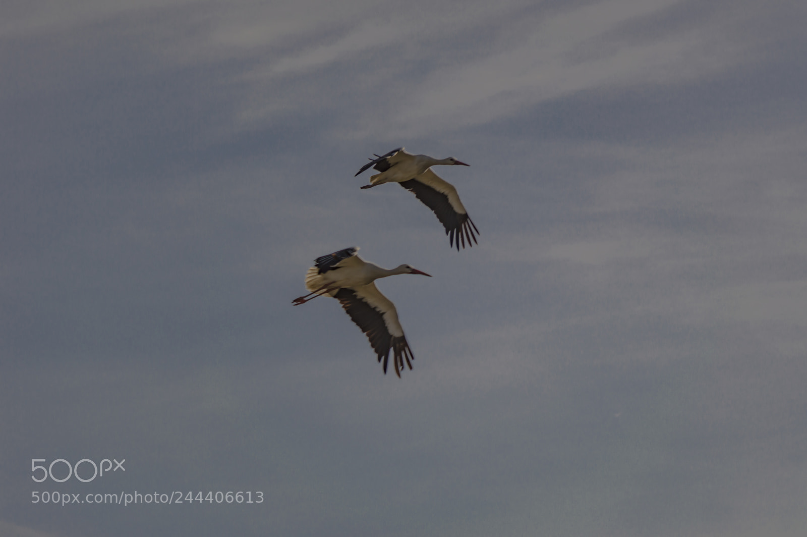 Nikon D3200 sample photo. Animales photography