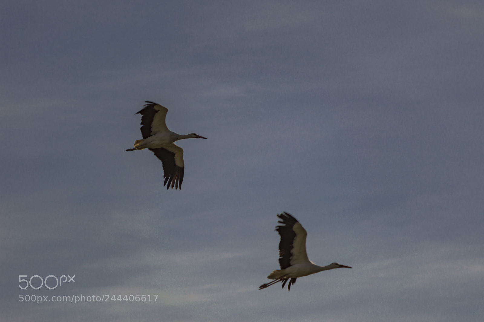 Nikon D3200 sample photo. Animales photography
