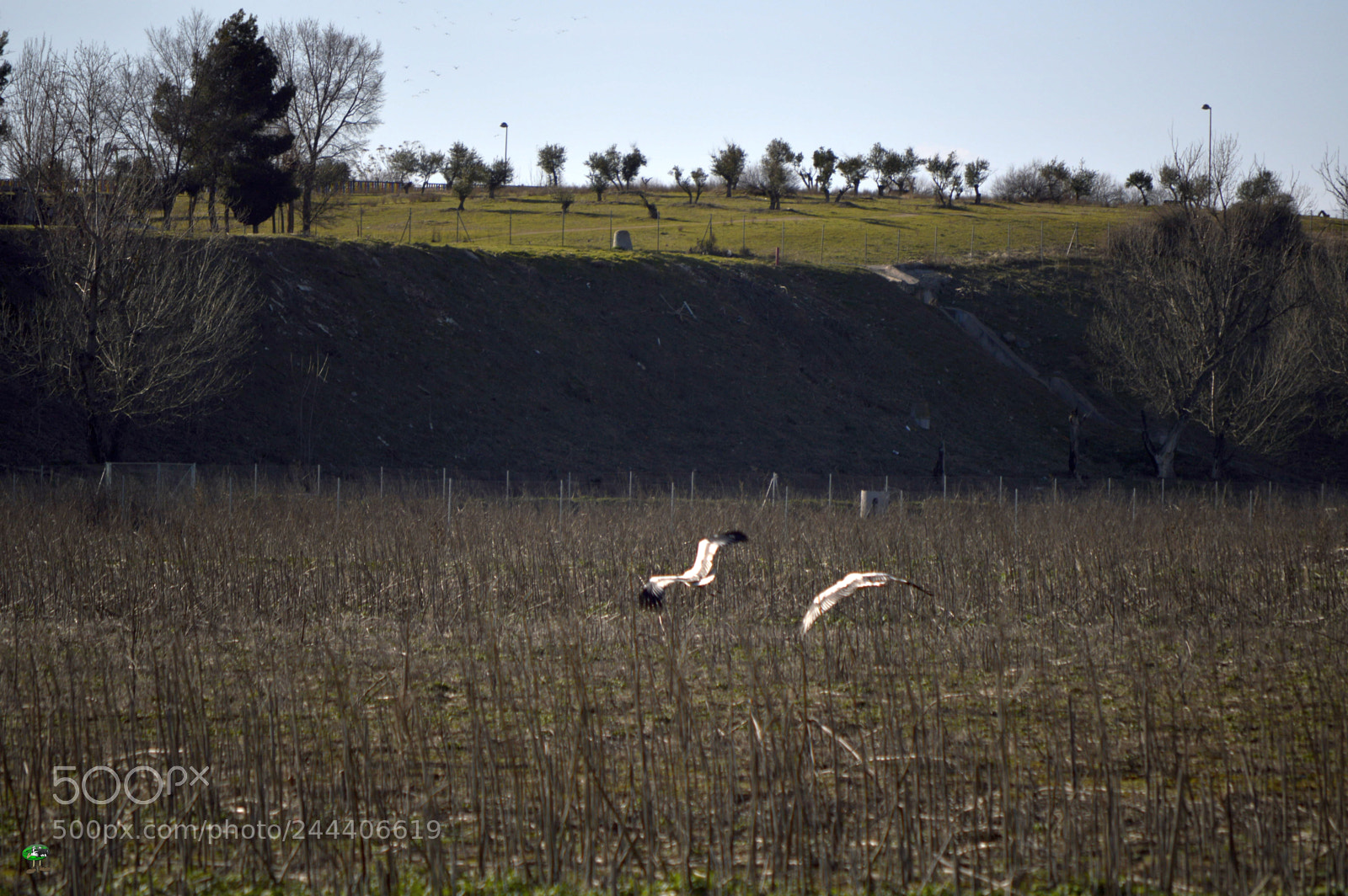 Nikon D3200 sample photo. Animales photography