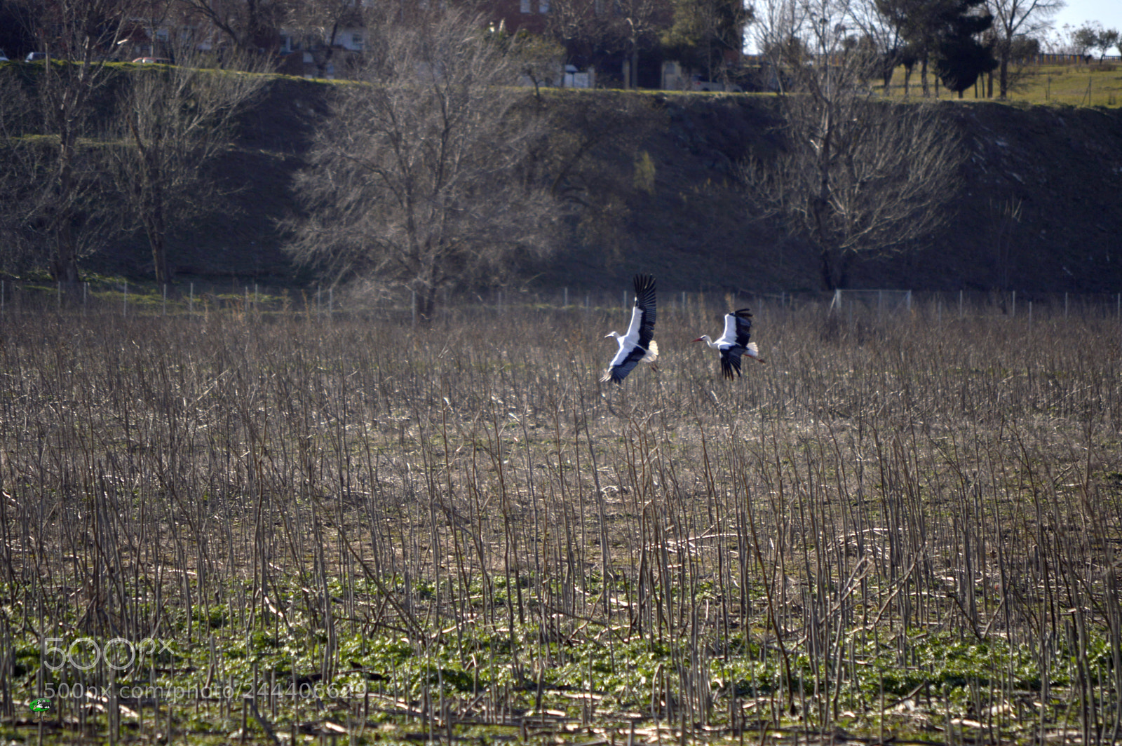 Nikon D3200 sample photo. Animales photography
