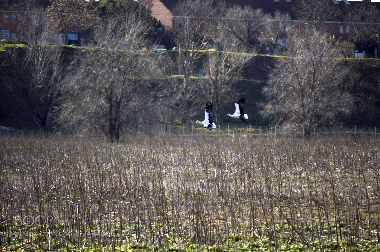Nikon D3200 sample photo. Animales photography