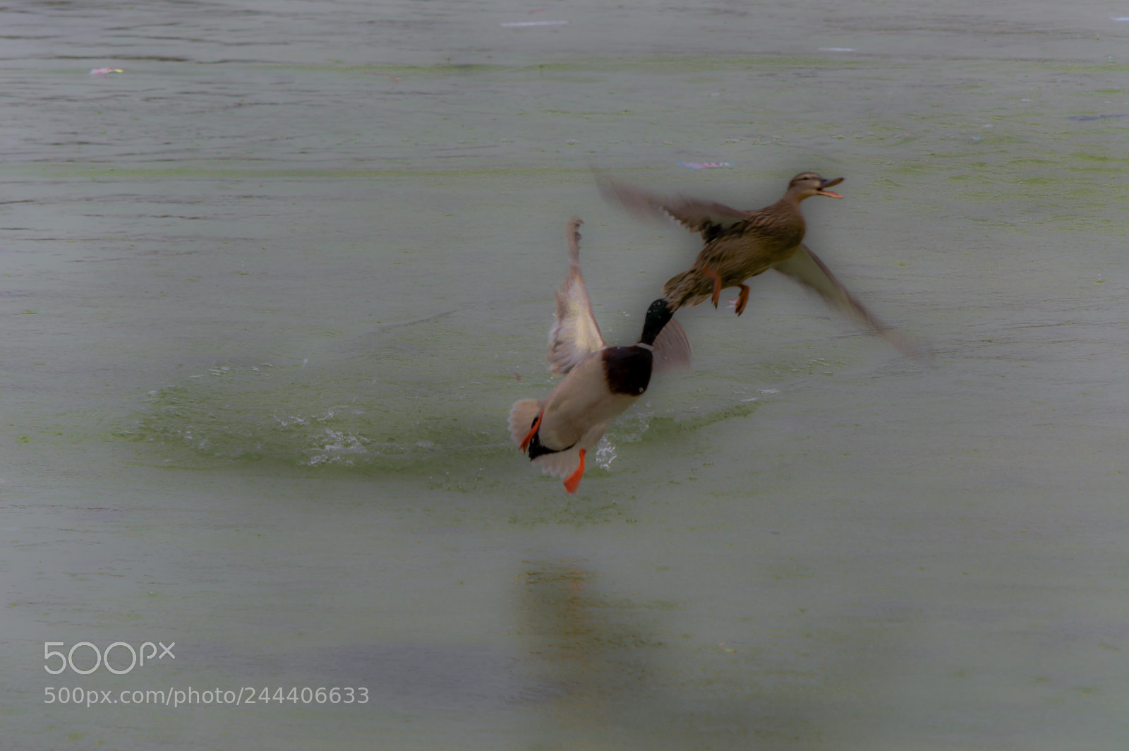 Nikon D3200 sample photo. Animales photography